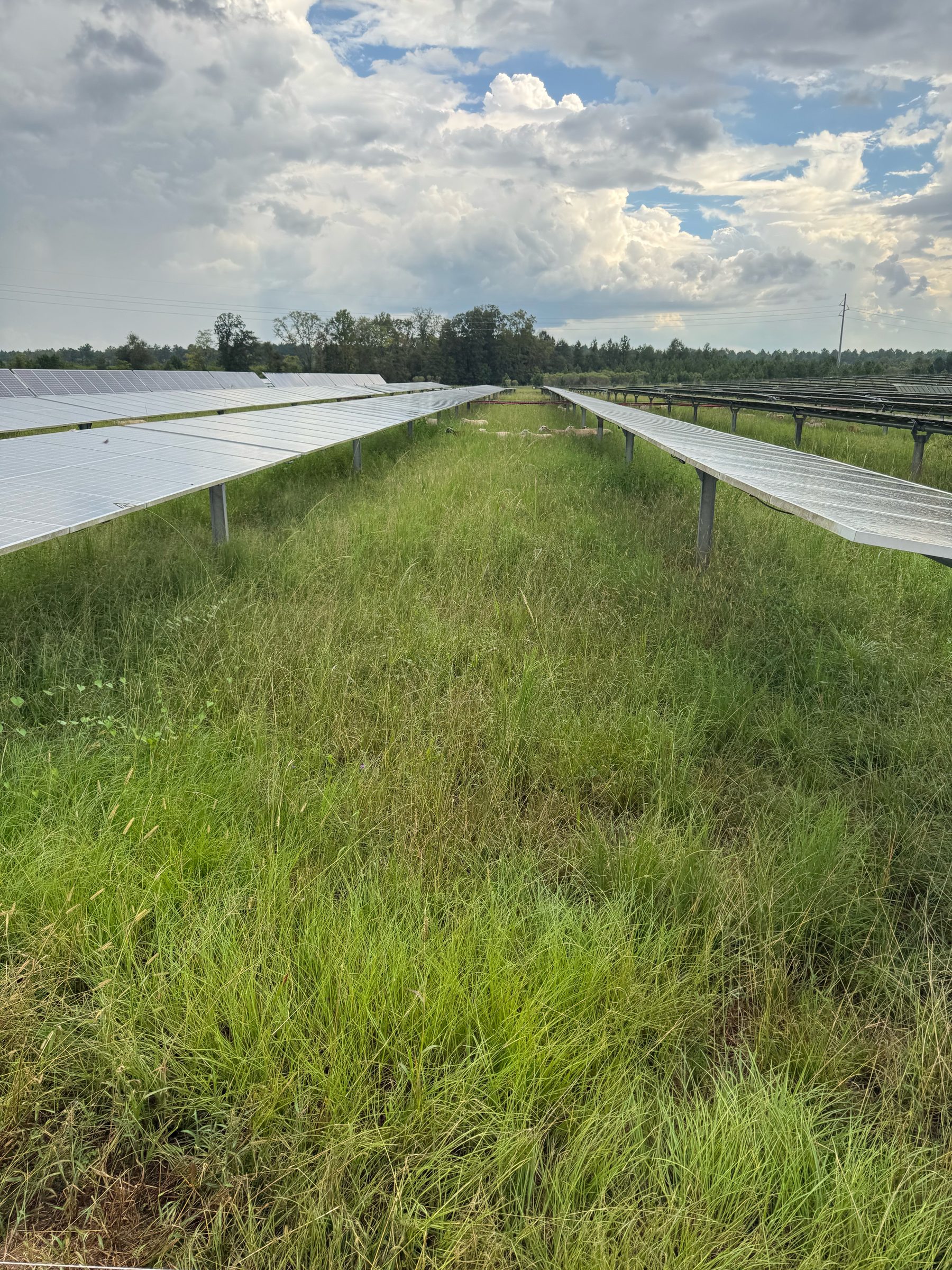 Grassy rows between solar panel arrays — pasture between the panels