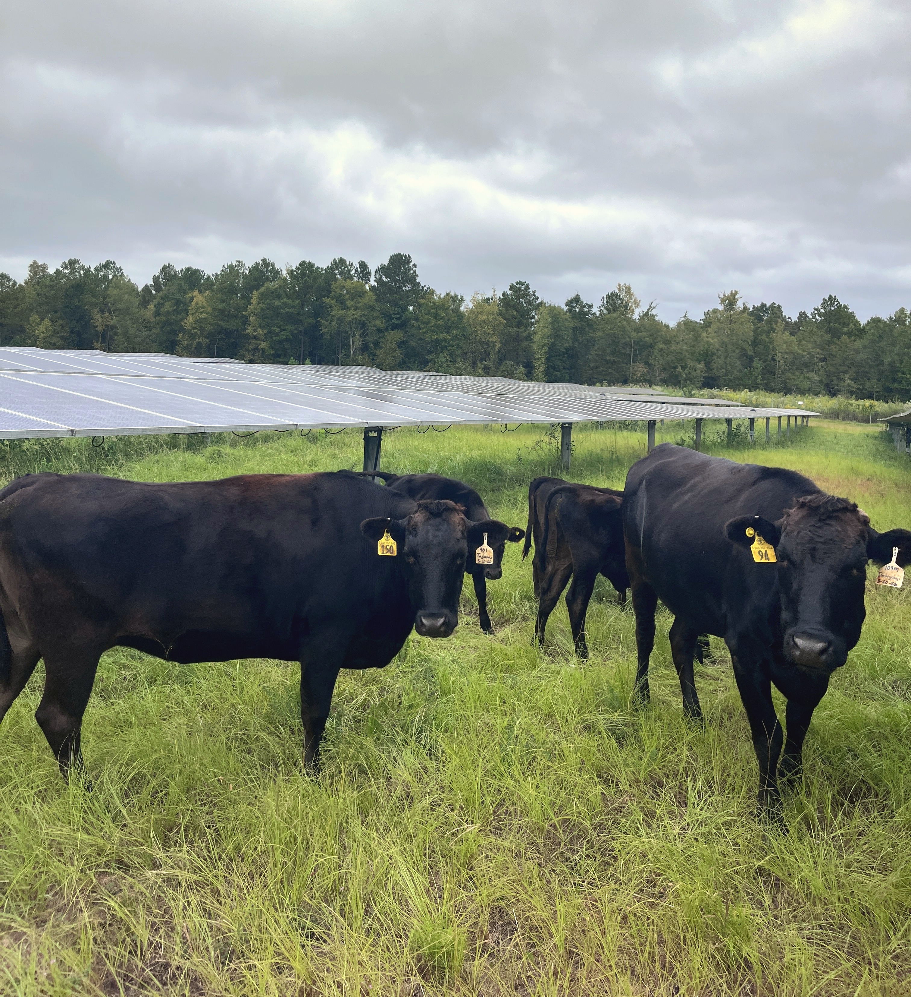 Cattle in the rows between the panels — black cattle under solar arrays