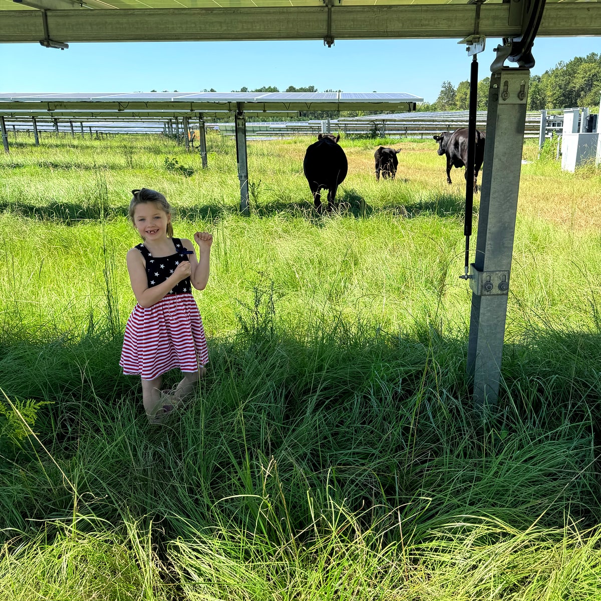 Child under solar panels with cattle grazing in the rows between arrays