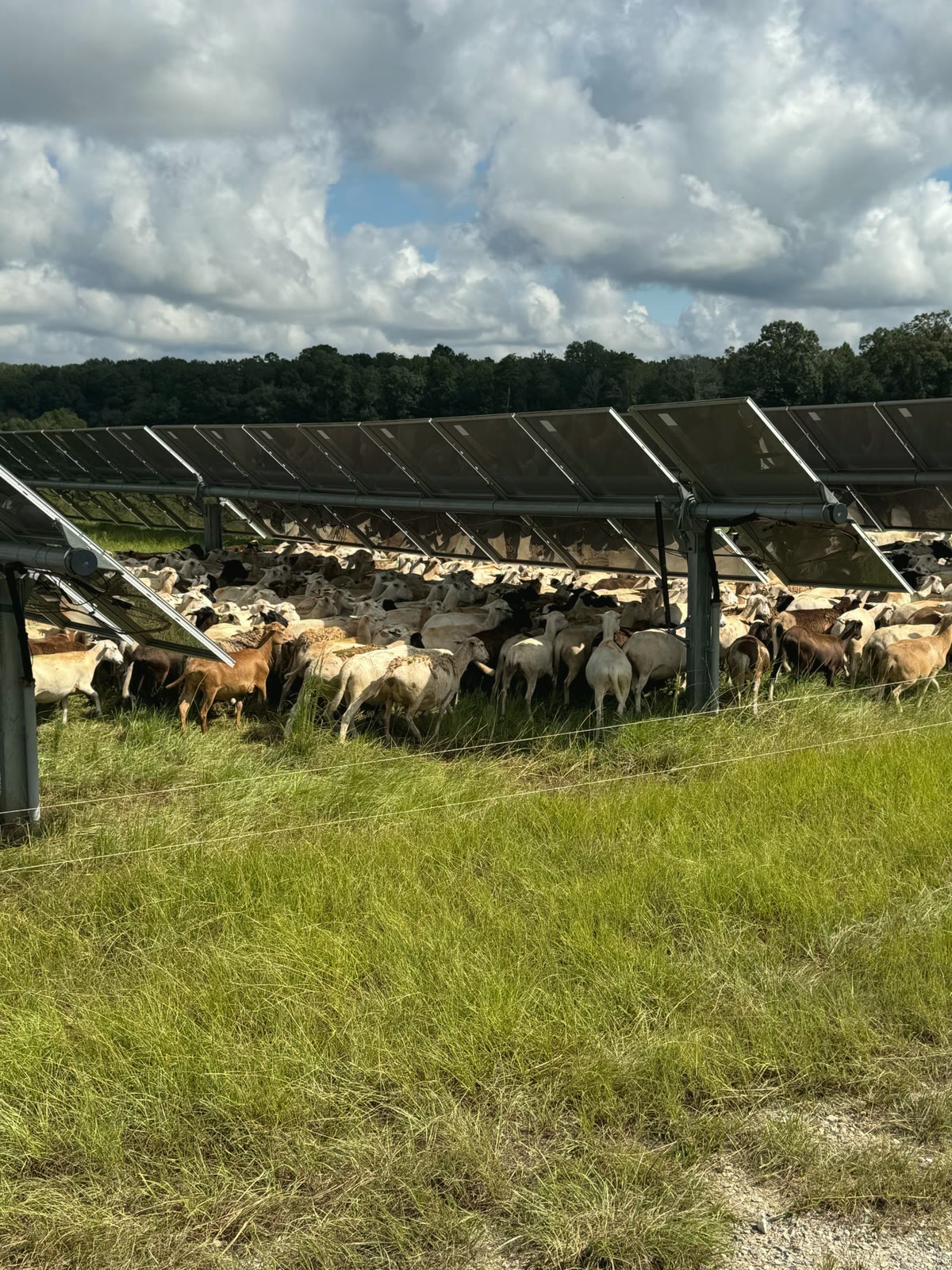 Katahdin sheep under the solar panels