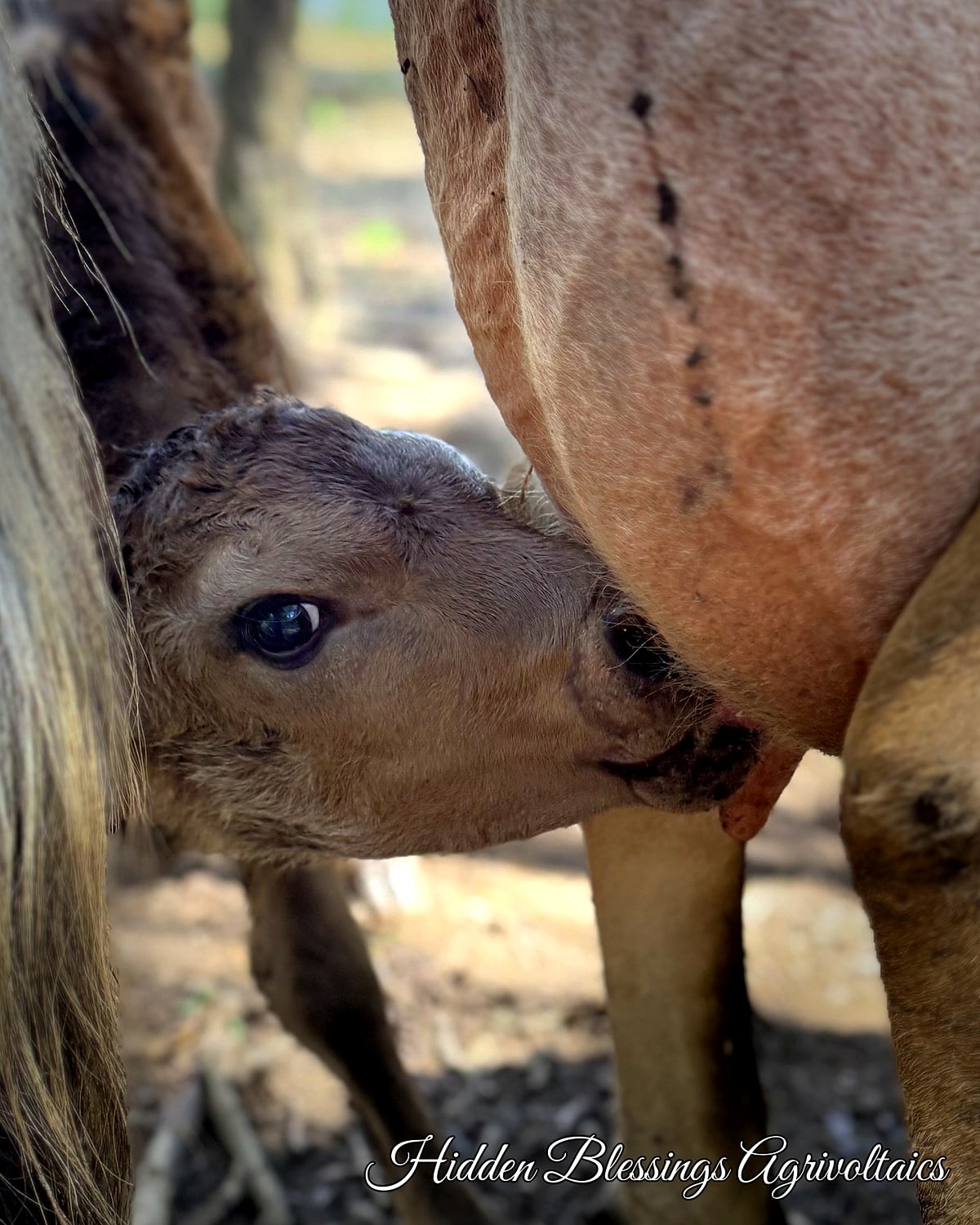 Maxi the registered Jersey calf nursing